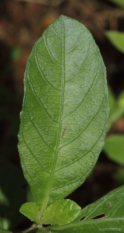 Ruellia tuberosa leaf3.jpg